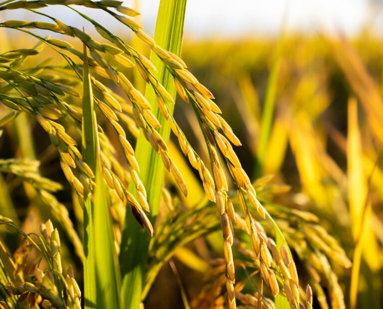 cultivo do arroz, do campo a mesa