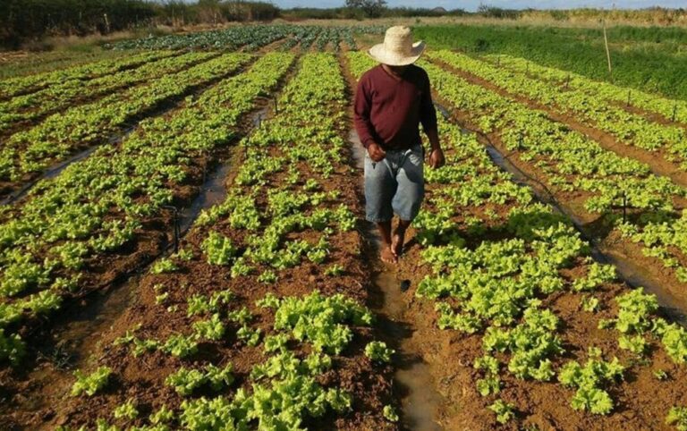 produção de batata-doce