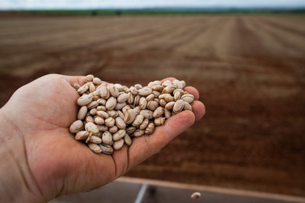 produção de feijão em angola
