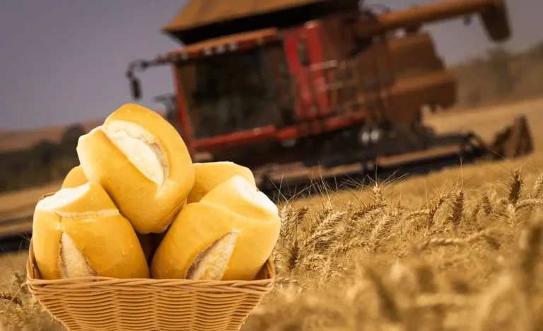 trigo para pão